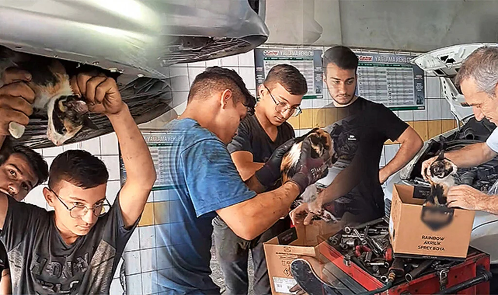 Terme'de Otomobilin Kayışına Sıkışan Kedi İçin Seferberlik
