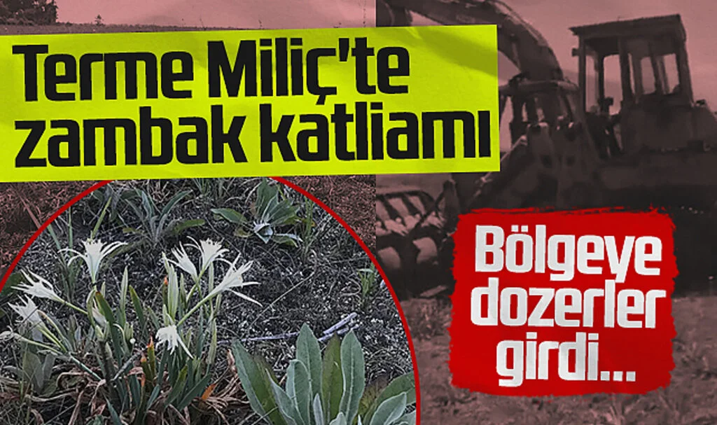 Terme Miliç'te Zambak Katliamı! Bölgeye Dozerler Girdi...
