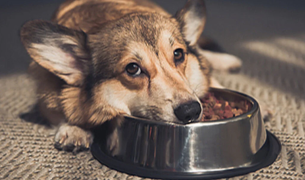 Yaş Köpek Maması ile Köpeğinizin Mutlu ve Sağlıklı Beslenmesi