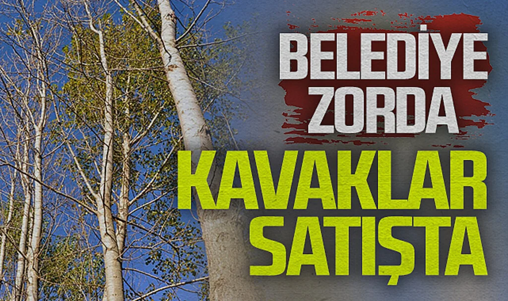 Alaçam Belediyesi, Bütçeye Kaynak İçin Kavak Ağaçlarını Satışa Çıkardı