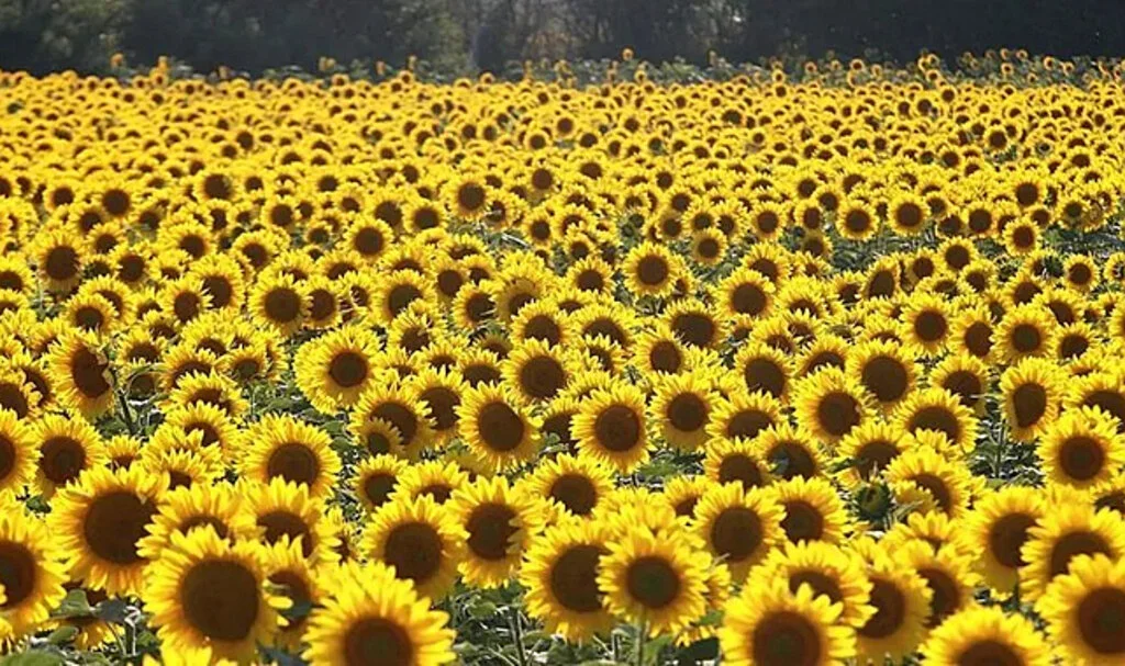 Ayçiçeği Tohumu ve Yağı İthalatında Tarife Kontenjanı Açıldı