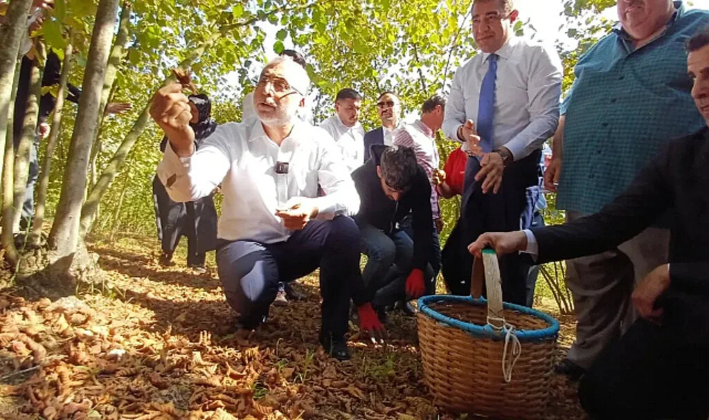 Çalışma Bakanı Işıkhan, Düzce'de Fındık Topladı