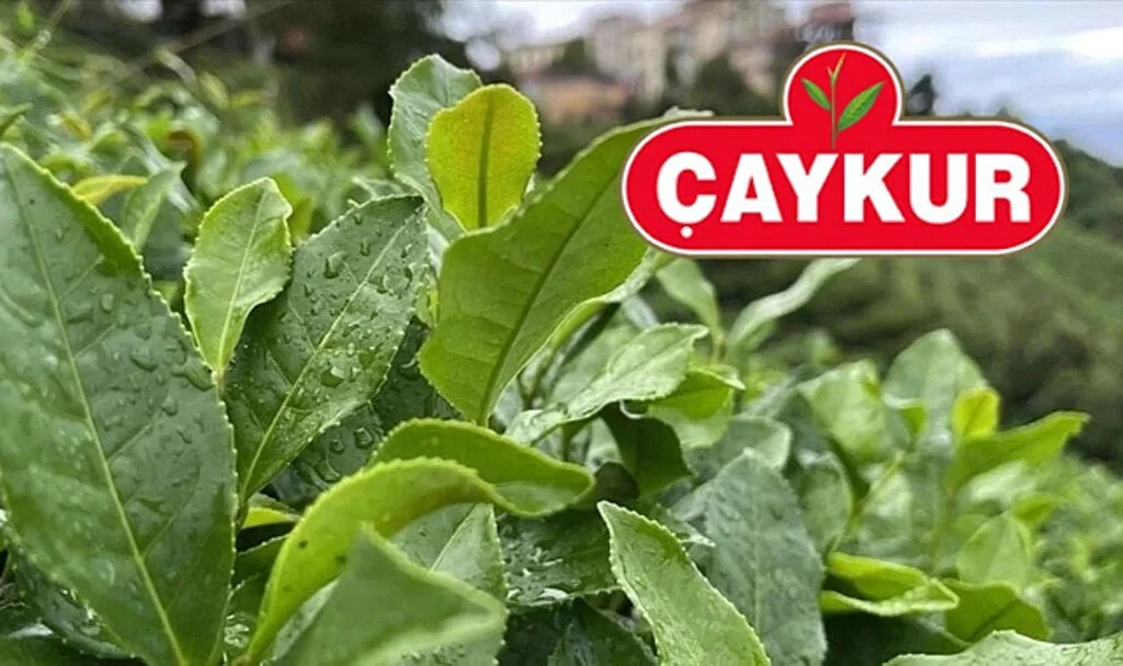 ÇAYKUR, Ağustos Ayı Çay Ödemelerine Başlıyor