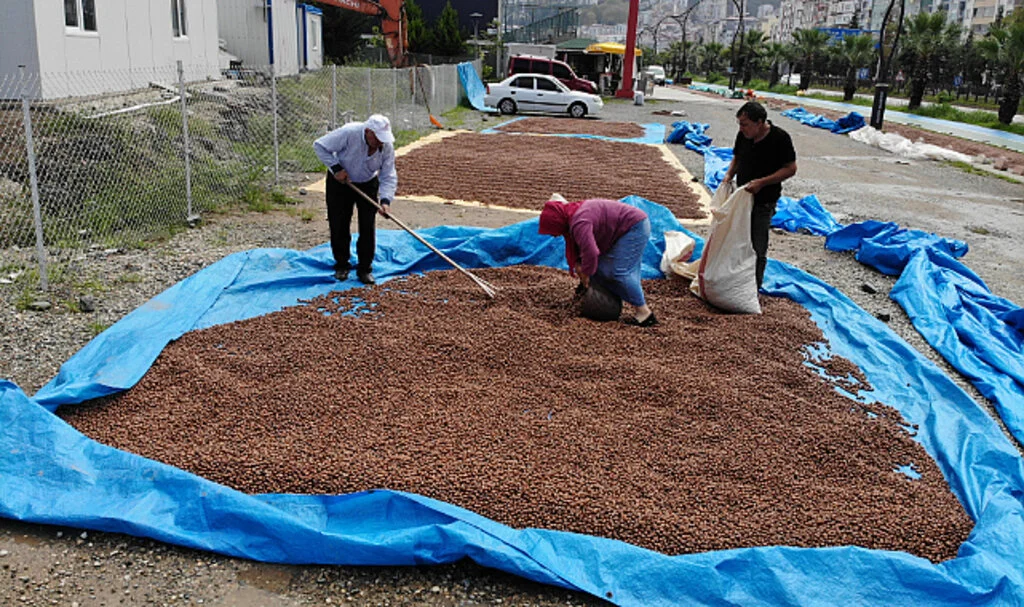 Fındık Üreticilerinden Tepki: 'Bizi Tüccara Muhtaç Etmeyin'