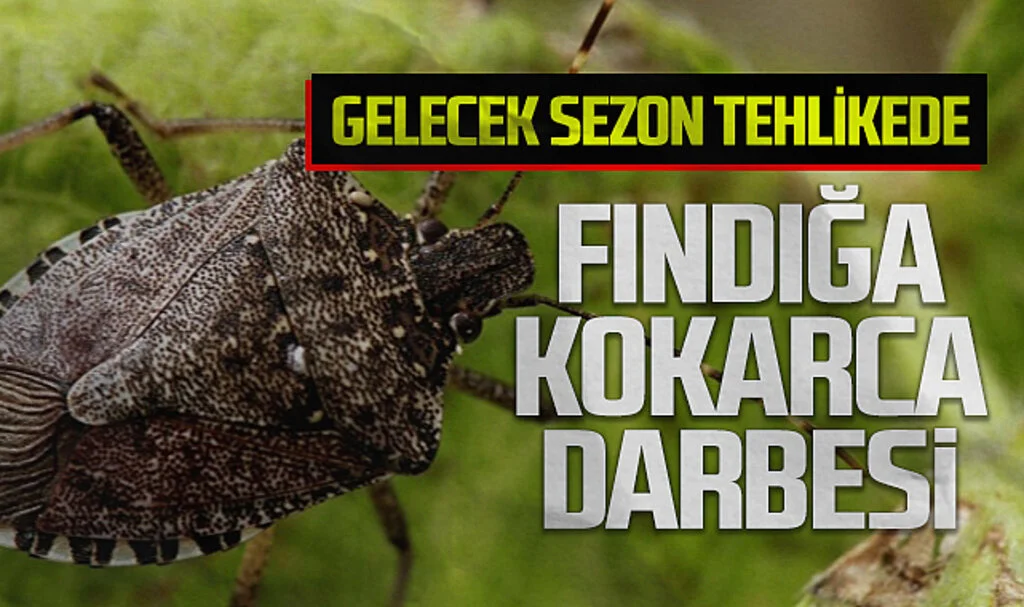Fındık Üreticilerine Kokarca Zararlısı Darbesi