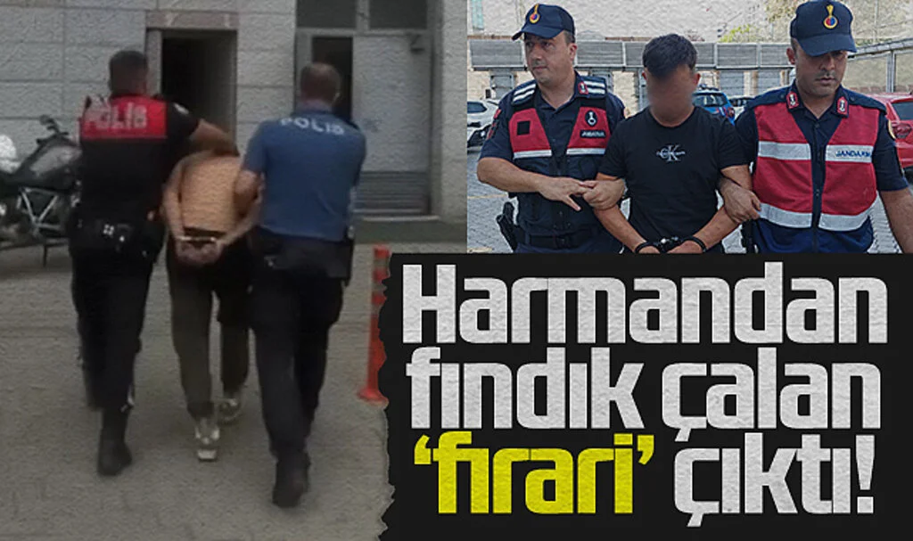 Harmandan fındık çalan şahıs 'firari' çıktı!