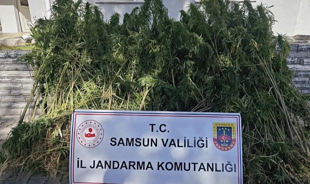 Havza'da 728 Kök Kenevir Operasyonla Ele Geçirildi