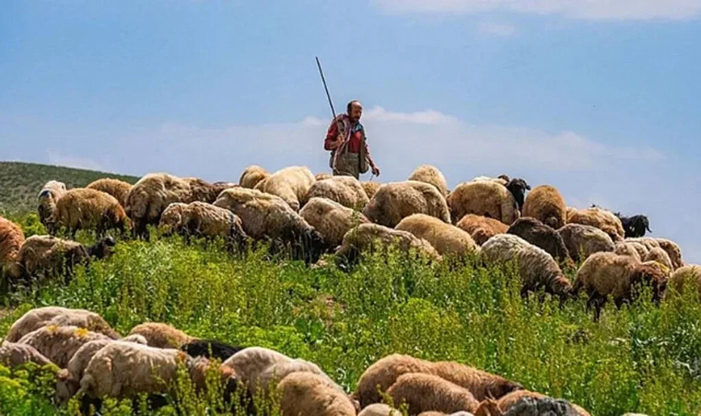 Hayvancılık sektöründe 150 bin çobana ihtiyaç var