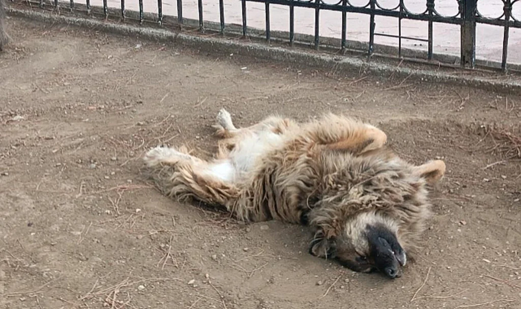 İlginç Uyuma Pozlarıyla Dikkat Çeken Sokak Köpeği