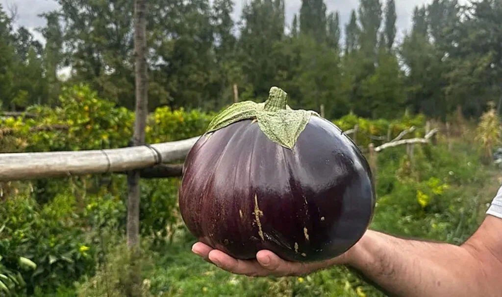 Isparta'da 2 Kilo 200 Gramlık Dev Patlıcan Yetişti
