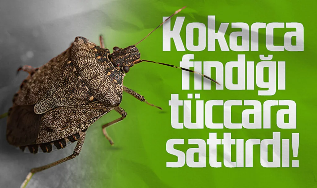 Kahverengi Kokarca Fındığı Tüccara Sattırdı!