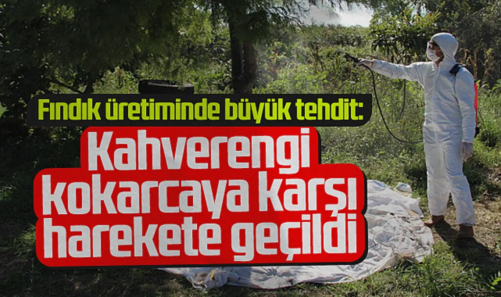 Kahverengi Kokarca ile Kışlak Mücadelesi: Fındık Bahçeleri İlaçlandı