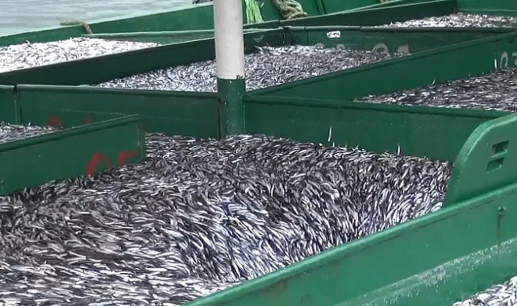Kota Kararı Karadeniz’de Hamsi Varlığını Koruyacak