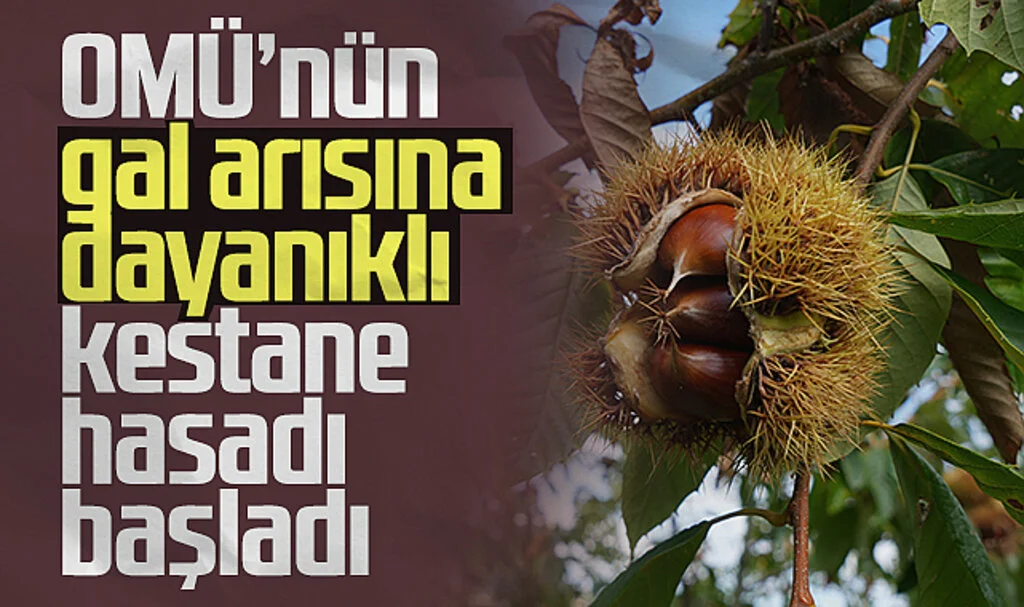OMÜ'nün Gal Arısına Dayanıklı Kestane Hasadı Başladı