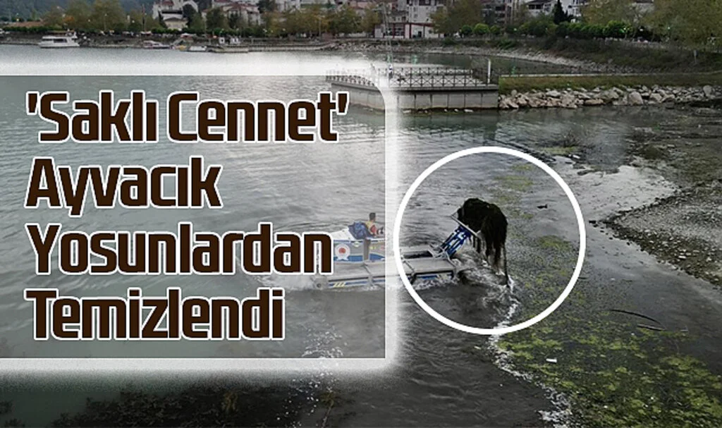 'Saklı Cennet' Ayvacık Yosunlardan Temizlendi