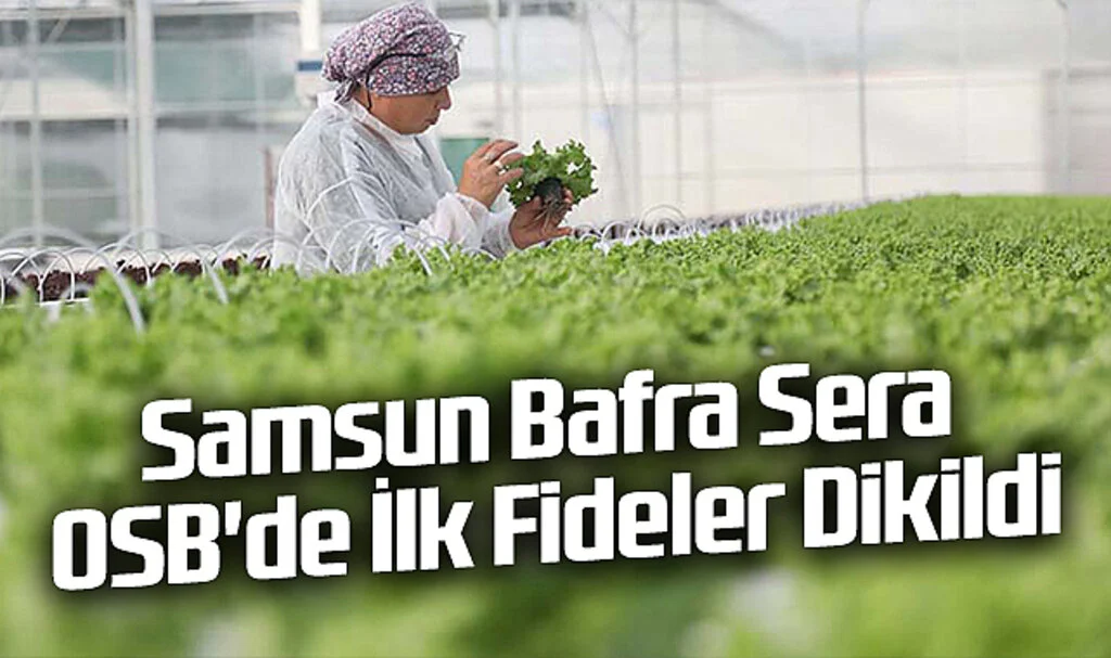 Samsun Bafra Sera OSB'de İlk Fideler Dikildi: Üretime Başlandı