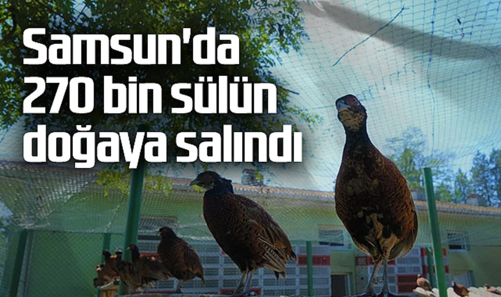 Samsun'da 270 Bin Sülün Doğaya Salındı