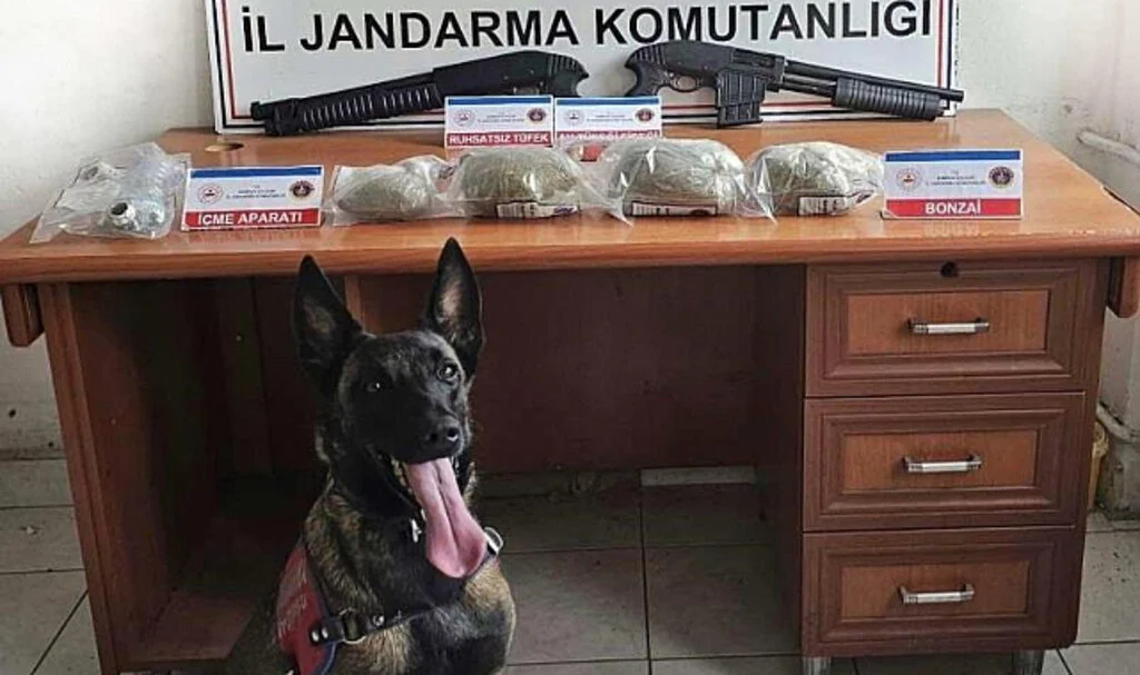 Samsun'da 3 Kilo Bonzai Ele Geçirildi: 3 Kişi Gözaltında