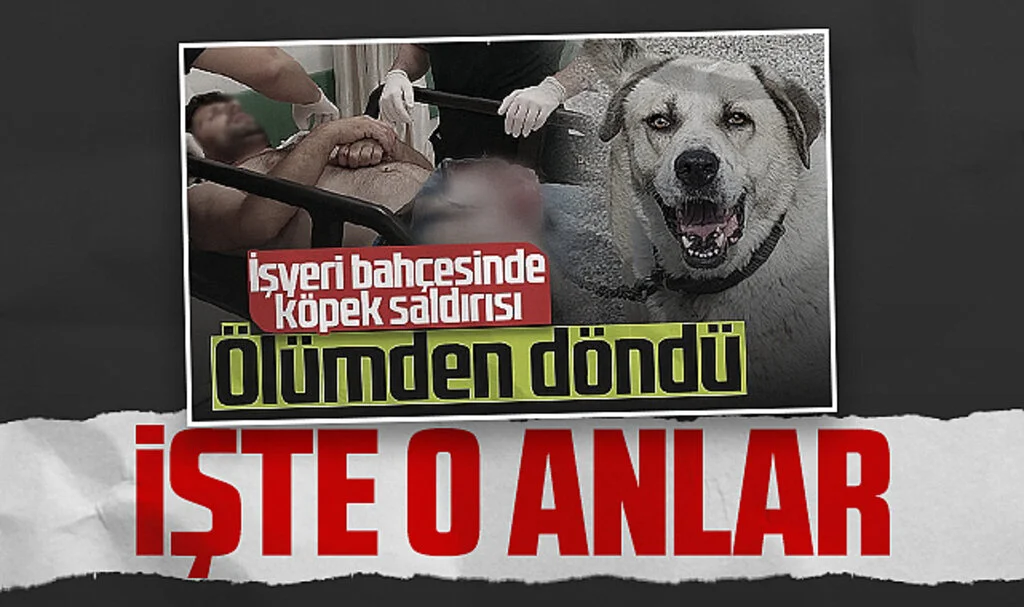Samsun'da Bekçi Köpeği Saldırısı Kamerada: Şahıs Ölümden Döndü