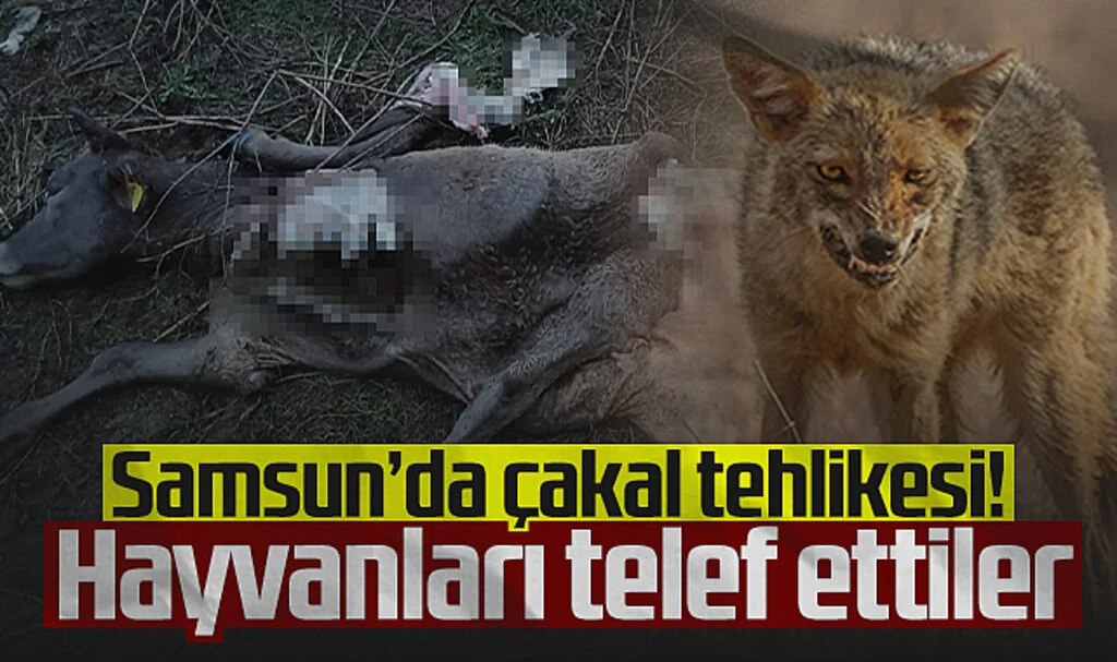 Samsun'da Çakal Tehlikesi! Hayvanları Telef Ettiler...