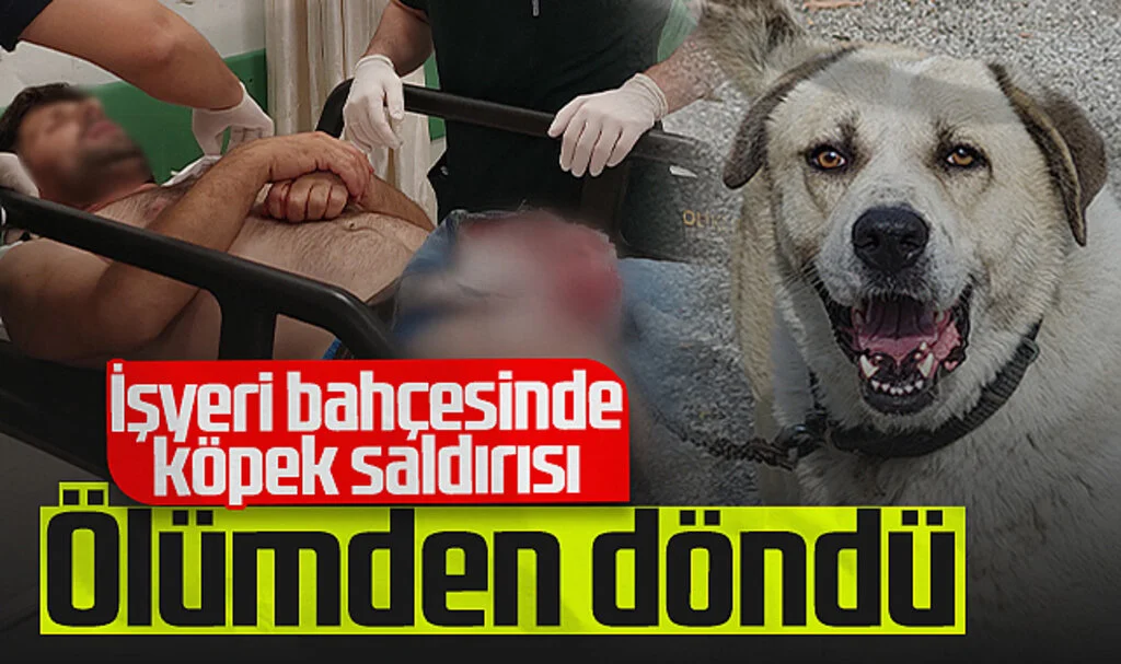 Samsun'da İşyerinin Bahçesinde Köpek Saldırısı! Ölümden Döndü...