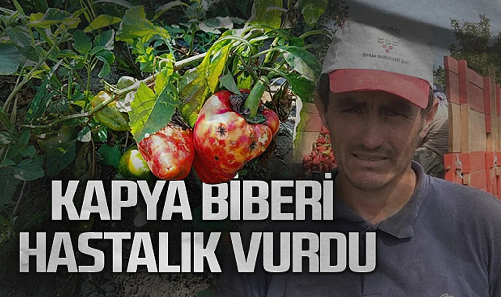 Samsun'da Kapya Biber Hastalığı Verimi Düşürdü