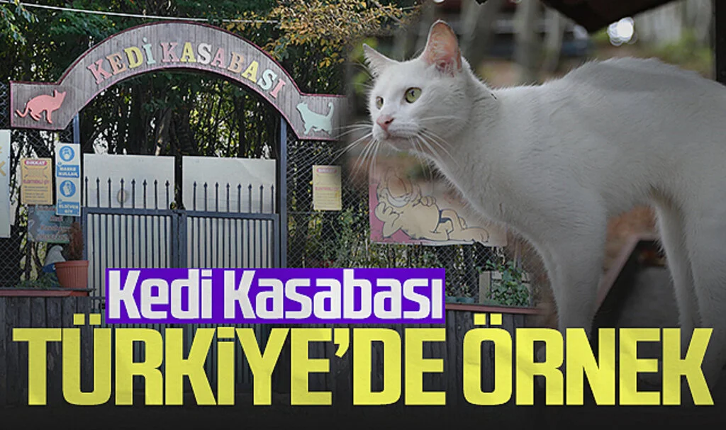 Samsun'da "Kedi Kasabası" Patili Dostlara Şefkatli Bir Yuva Sunuyor