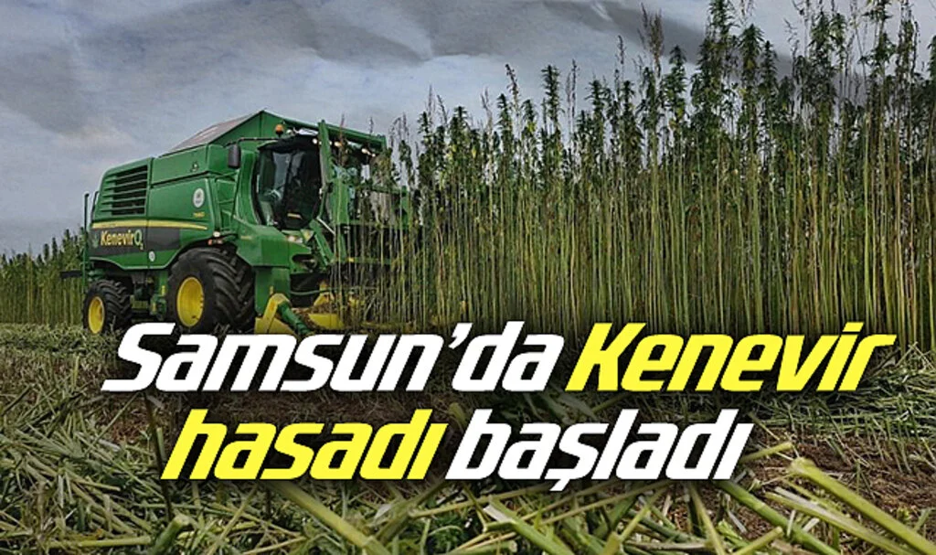Samsun'da Kenevir Hasadı Hızla Devam Ediyor