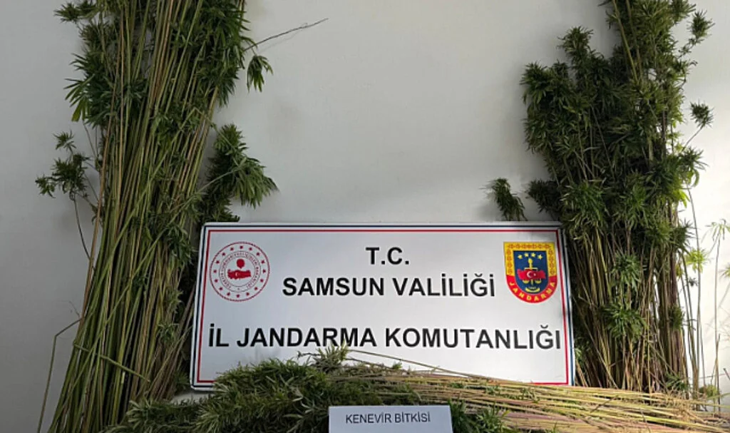 Samsun’da Kenevir Operasyonu: 957 Kök Kenevir Ele Geçirildi