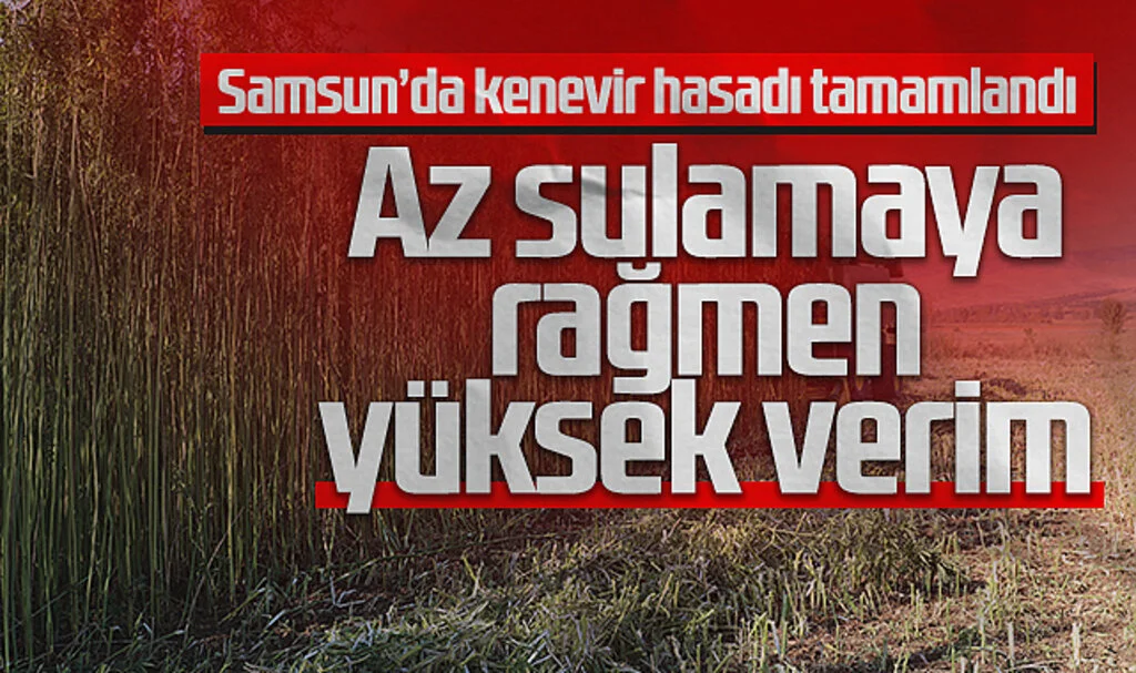 Samsun'da kenevir üreticileri az sulamaya rağmen yüksek verim aldı