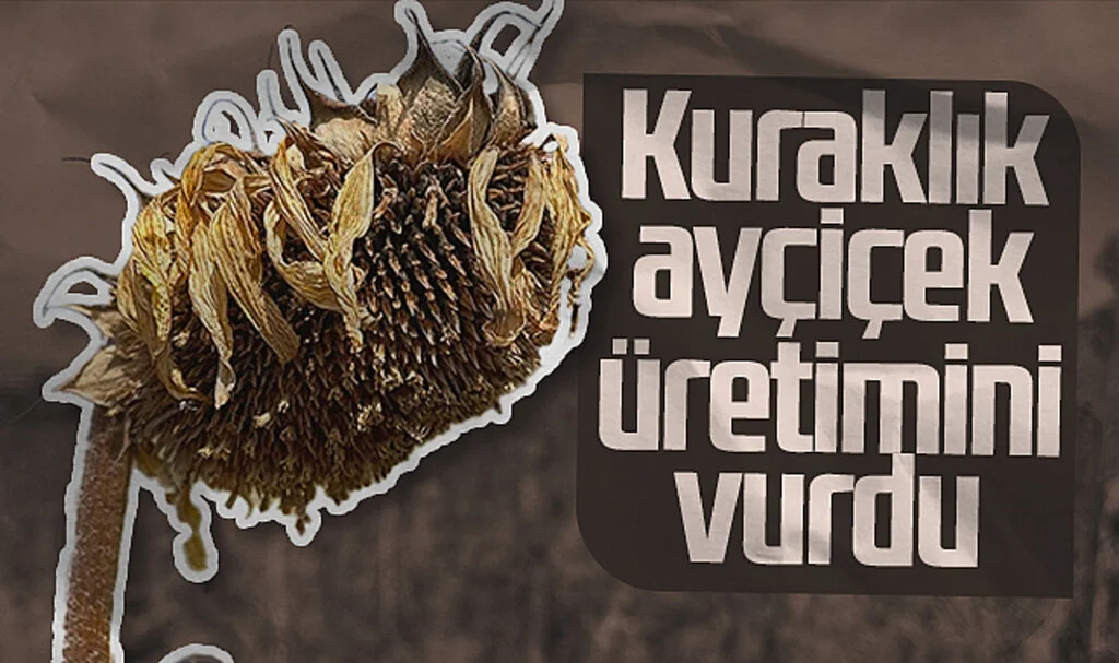 Samsun'da Kuraklık Ayçiçek Üretimini Vurdu