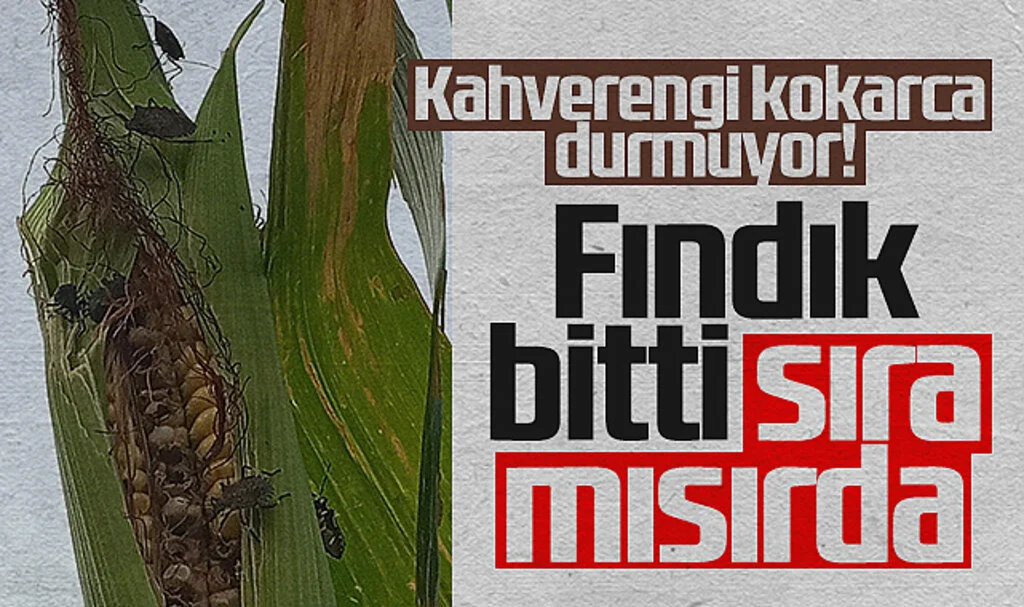 Samsun’da Mısır Tarlalarında Kahverengi Kokarca İstilası