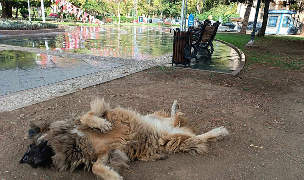 Samsun'da Uyurken İlginç Pozlar Veren Sokak Köpeği İlgi Odağı Oldu