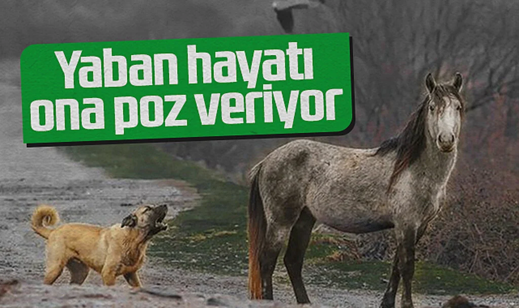 Samsunlu Savcı, Yaban Hayatı Fotoğraflarıyla Sosyal Medyada Beğeni Topluyor