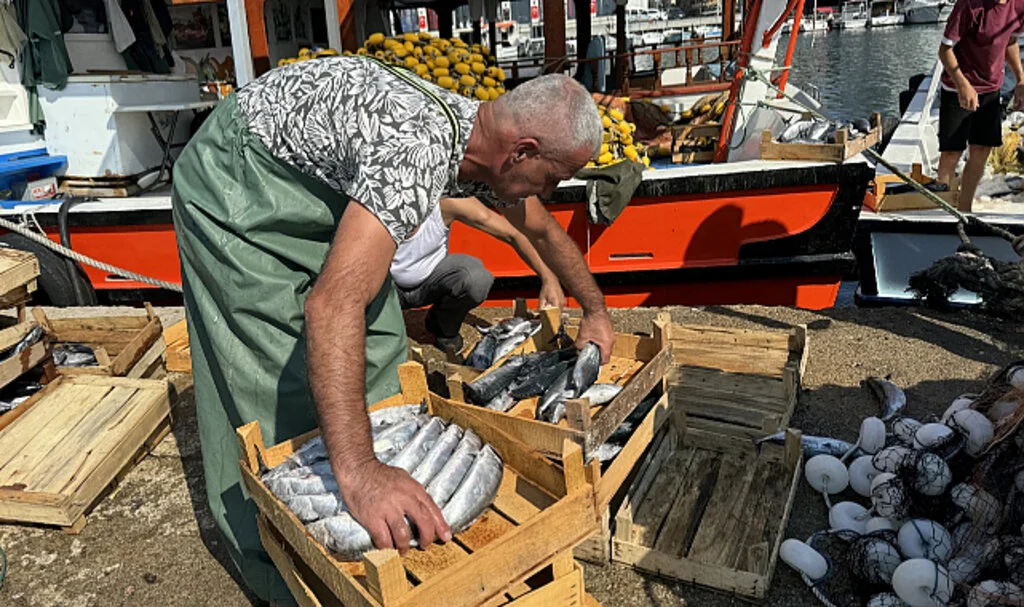 Sinop'ta Balıkçılar Sezonun İlk Gününde 500 Kasa Palamut Avladı