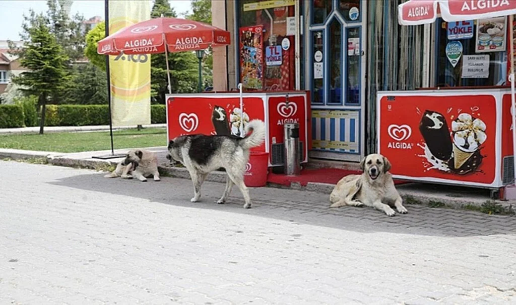Sokak Köpeği Düzenlemesi AYM'de