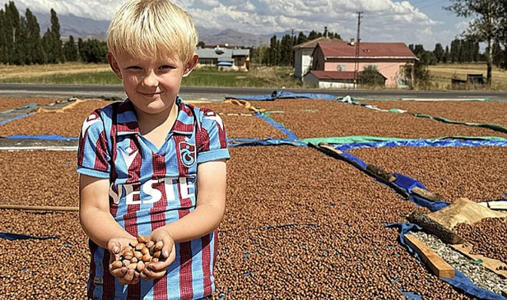 Trabzonlu Fındık Üreticileri, Fındığı Bayburt'ta Kurutuyor
