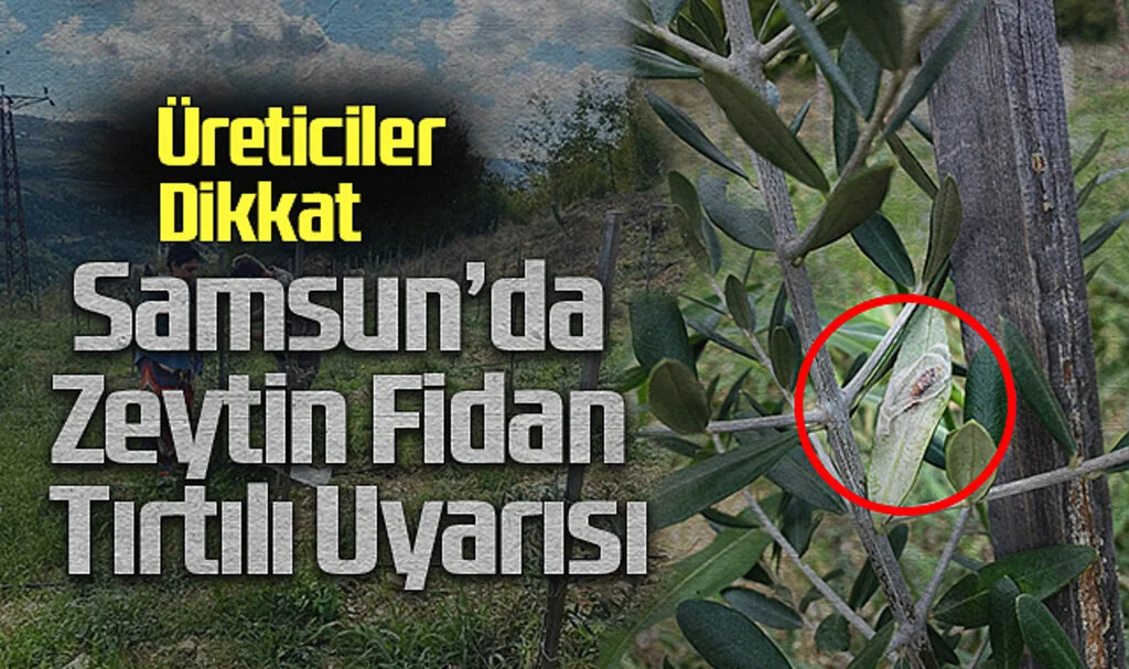 Üreticiler Dikkat: Samsun’da Zeytin Fidan Tırtılı Uyarısı