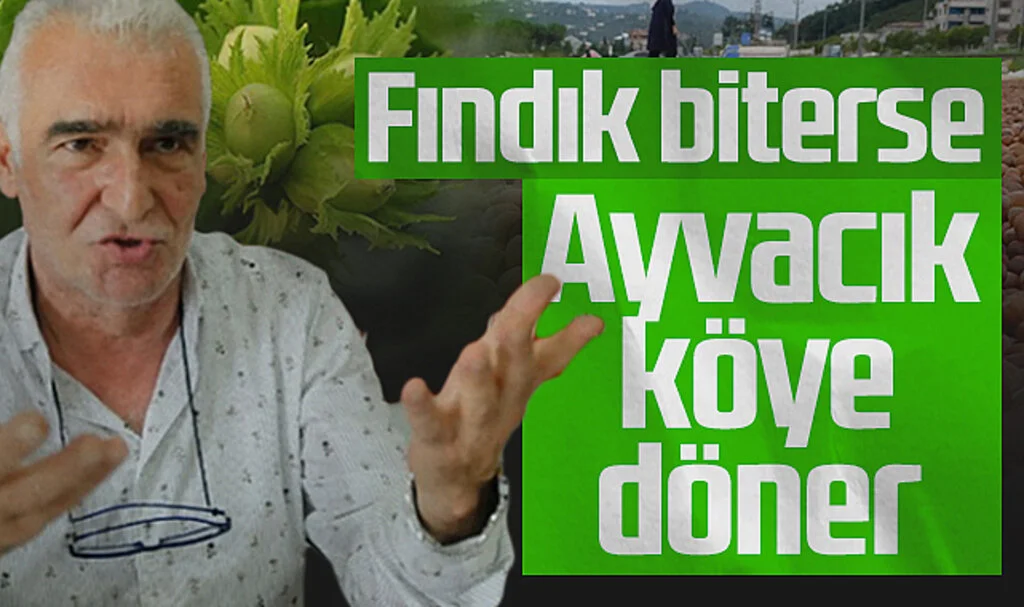 Ayvacık Ziraat Odas Başkanı Erdal Avcı : Fındık biterse  Ayvacık köye döner