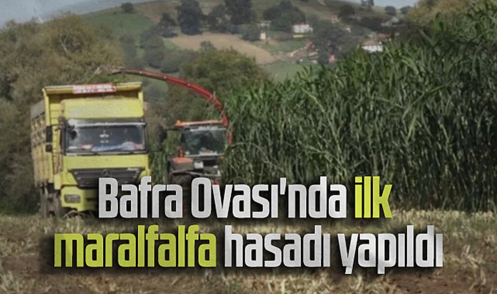 Bafra Ovası'nda İlk Maralfalfa Hasadı Yapıldı