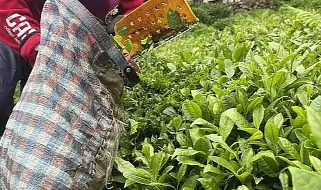 ÇAYKUR, 20 Ekim'e Kadar Yaş Çay Alımına Devam Ediyor
