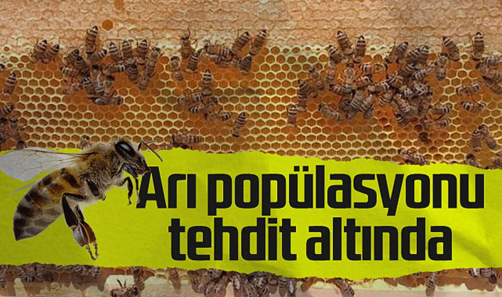 İnsan Müdahalesi ve İklim Değişikliği Arı Popülasyonlarını Tehdit Ediyor