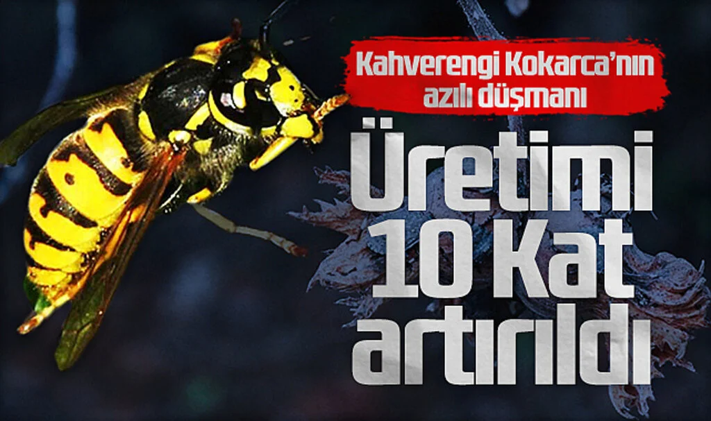 Kahverengi Kokarca İstilasıyla Mücadelede Samuray Arısı Üretimi 10 Kat Artırıldı