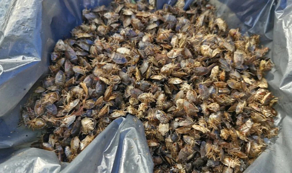 Kahverengi Kokarcaların Çiftleşmesi Alternatif Yöntemlerle Engellenebilir