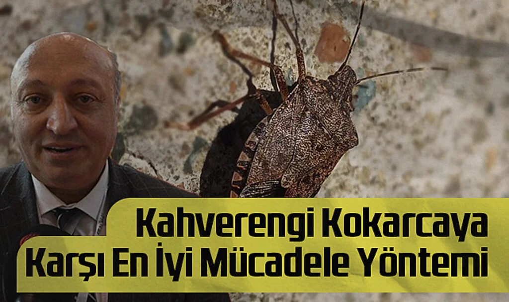 Kahverengi Kokarcaya Karşı En İyi Mücadele Yöntemi