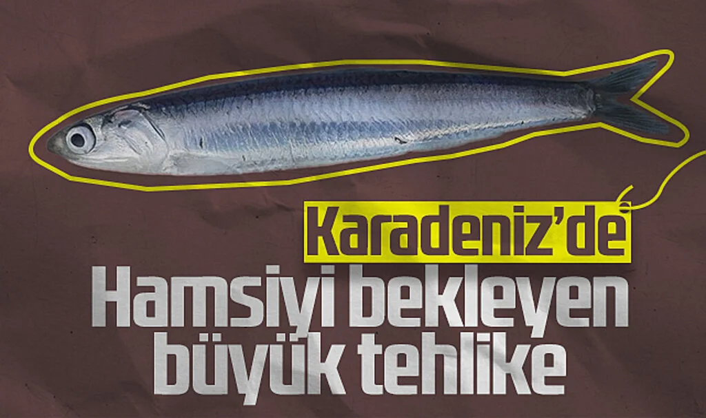 Karadeniz'de Hamsiyi Bekleyen Büyük Tehlike
