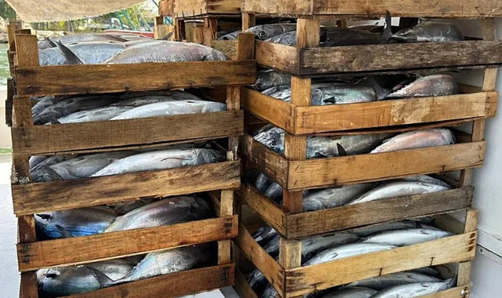 Karadeniz'de Palamut Bereketi Bekleniyor