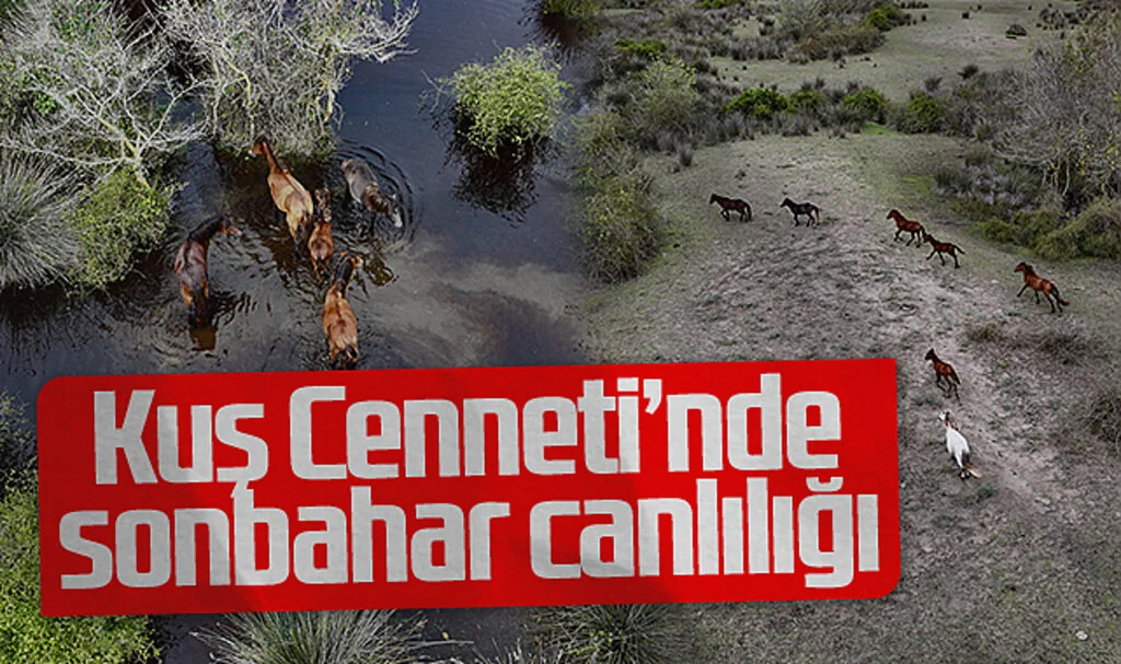 Kızılırmak Deltası, Sonbahar Yağışlarıyla Yeniden Hayat Buldu