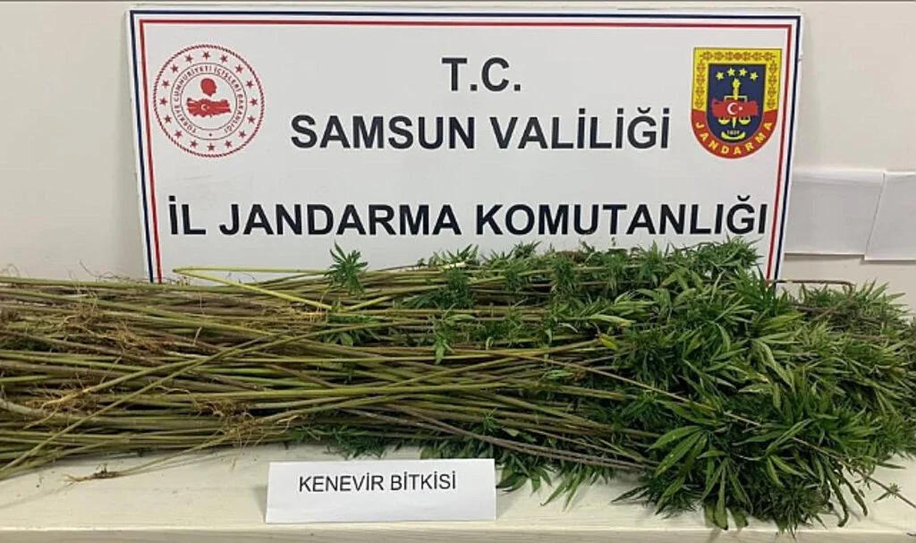 Samsun'da 285 Kök Kenevir Ele Geçirildi: 3 Gözaltı
