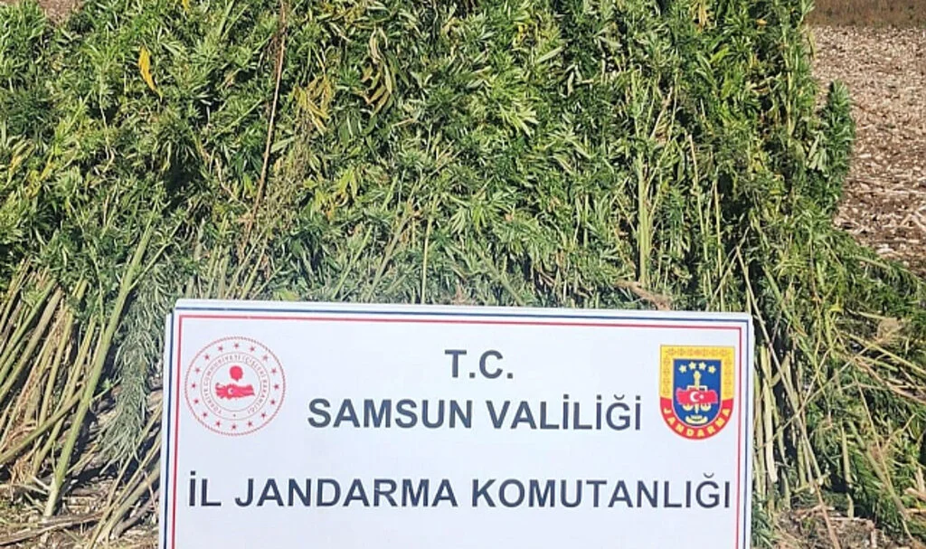 Samsun'da 810 kök kenevir bitkisi ele geçirildi